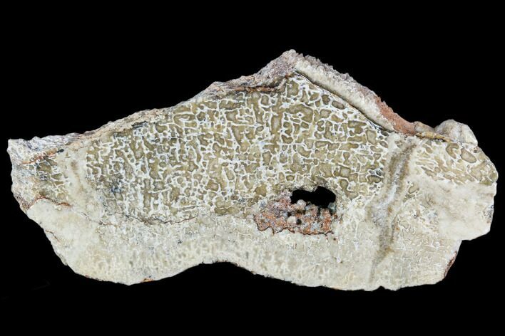 Polished Dinosaur Bone (Gembone) Section - Morocco #107164